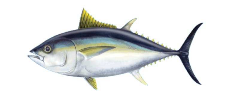 Ikan Tuna Mata Besar